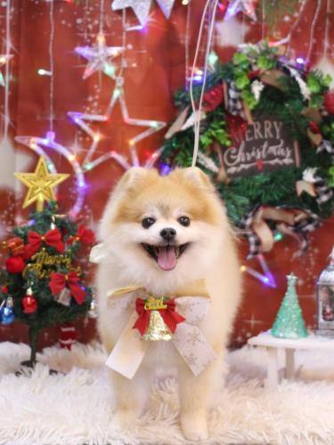 20231216モコくん